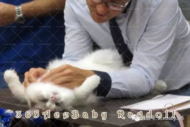 蓝色双色布偶猫