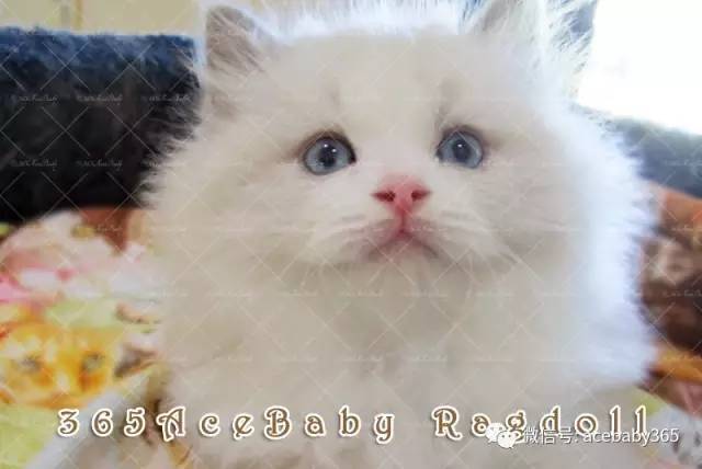 蓝色双色布偶猫