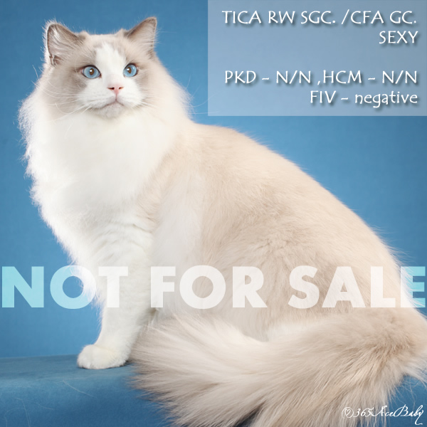 蓝色双色布偶猫-SEXY