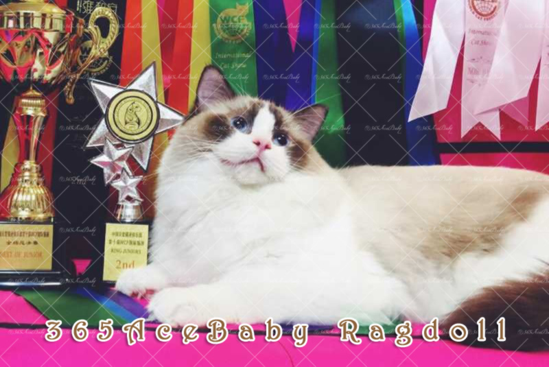 海豹双色布偶猫