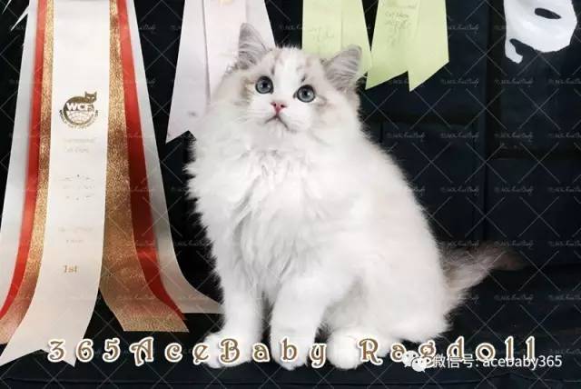 海豹山双布偶猫