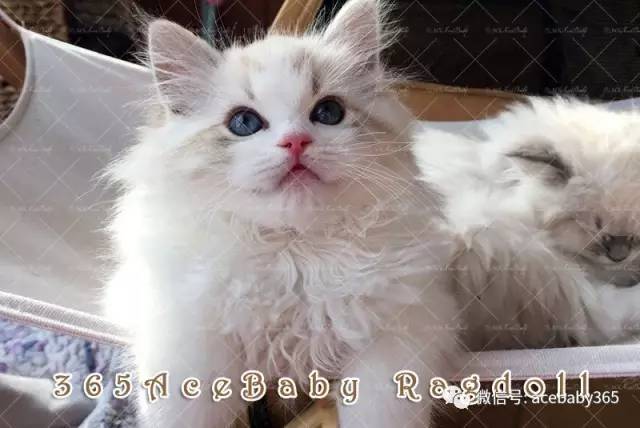 海豹山双布偶猫