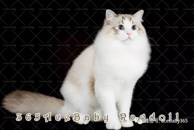 海豹山双布偶猫