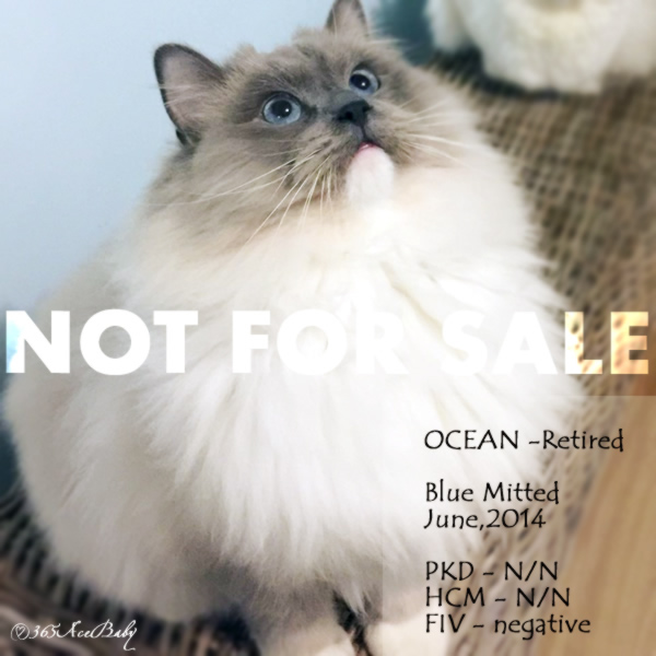 蓝色手套布偶猫-海胖