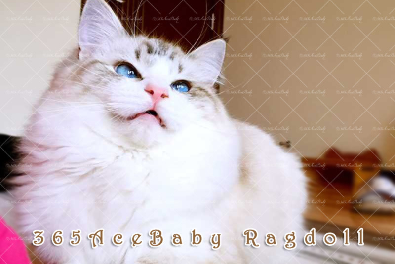 海豹山双布偶猫