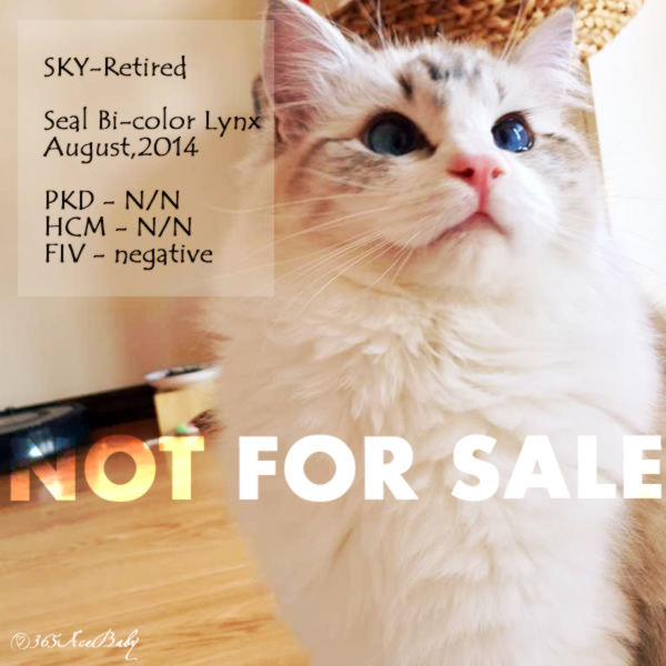 海豹山纹双色布偶猫-小天