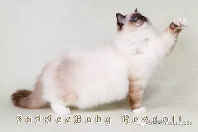 海豹手套布偶猫