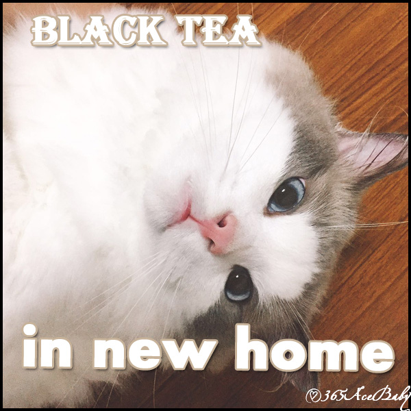 蓝色双色布偶猫