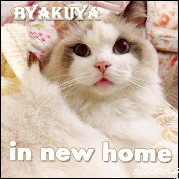 蓝色双色布偶猫