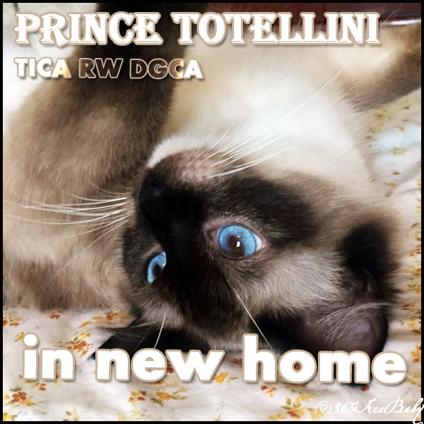 海豹手套布偶猫