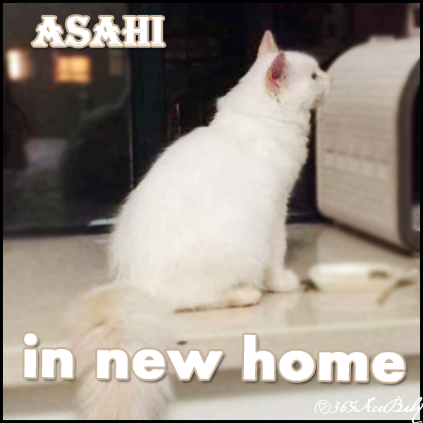 奶油重点布偶猫