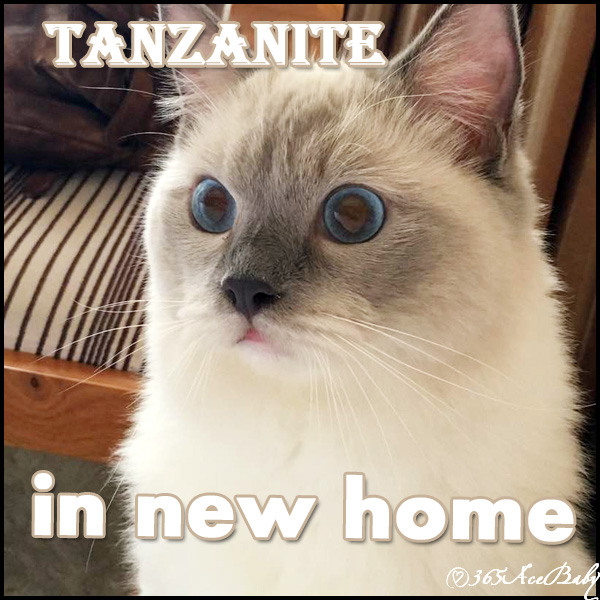 蓝色手套布偶猫