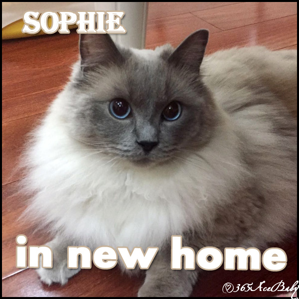 蓝色重点布偶猫