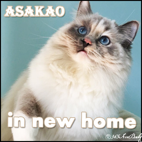 玳瑁手套布偶猫