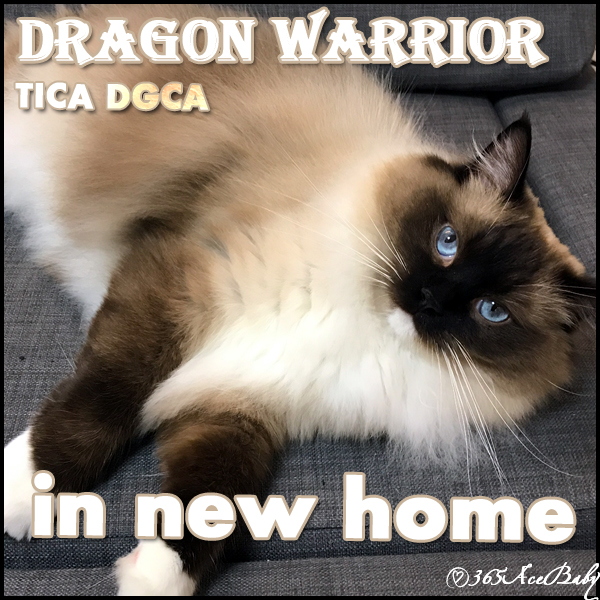 海豹手套布偶猫