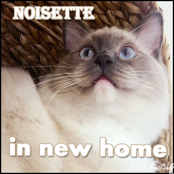 蓝色手套布偶猫