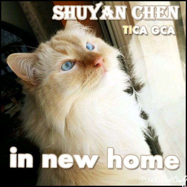 红色手套布偶猫