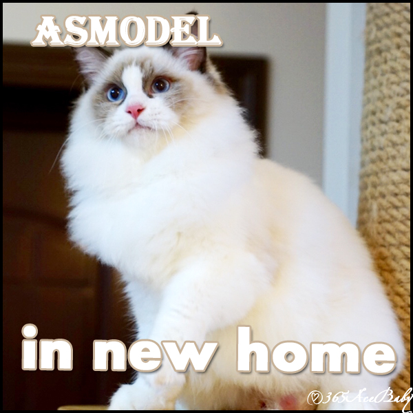 海豹双色布偶猫