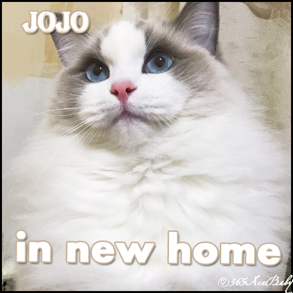 蓝色双色布偶猫