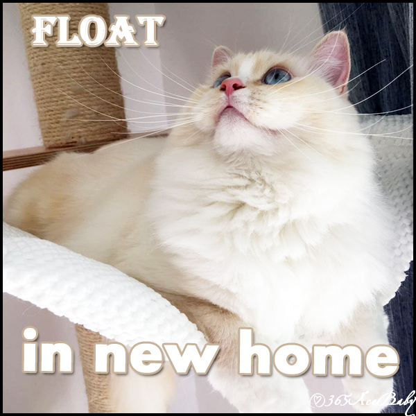 奶油手套布偶猫