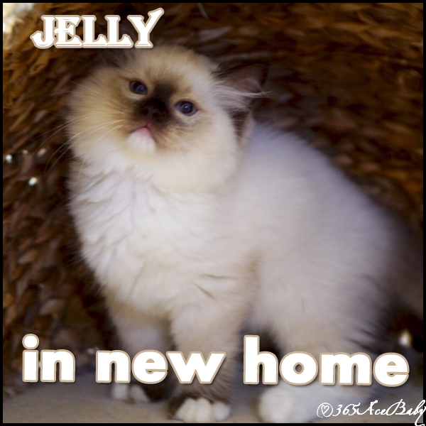 海豹手套布偶猫