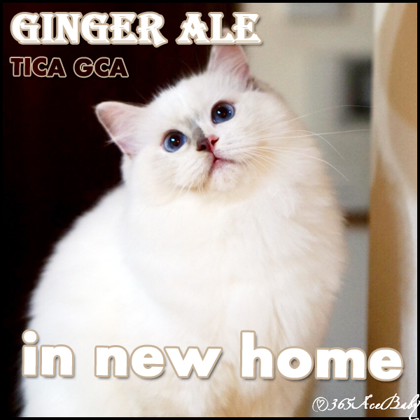 玳瑁手套布偶猫