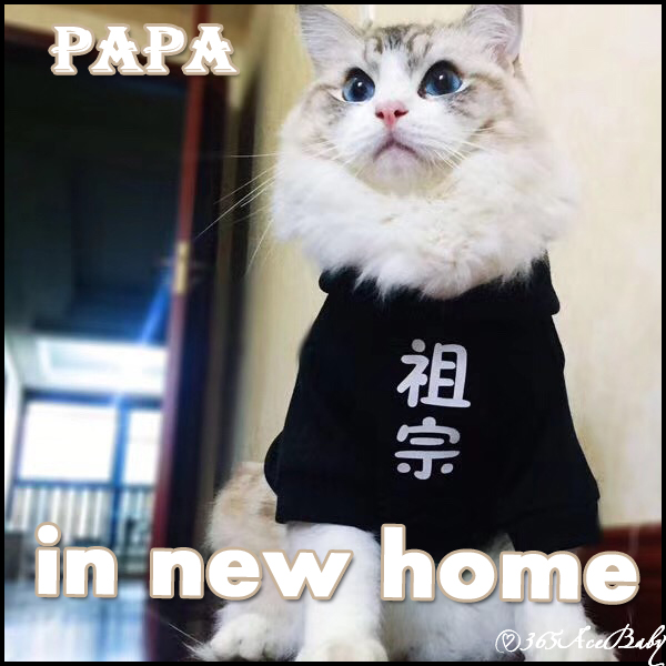 海豹山双布偶猫