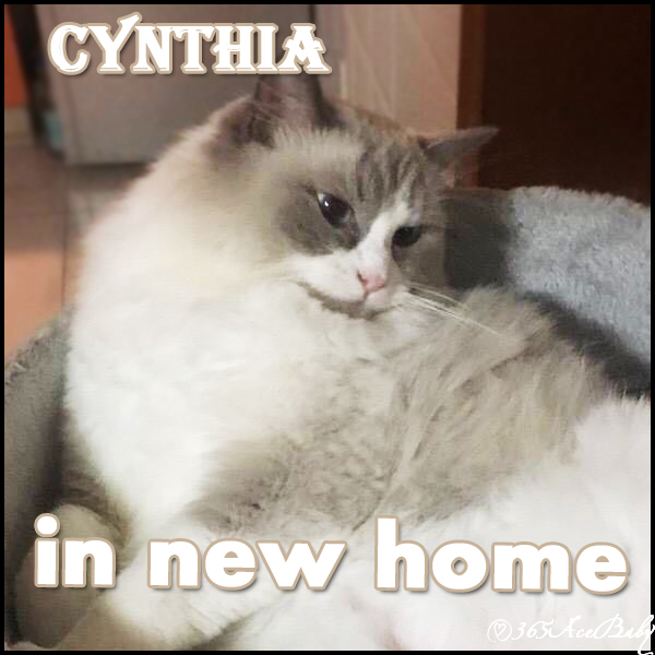 蓝色双色布偶猫