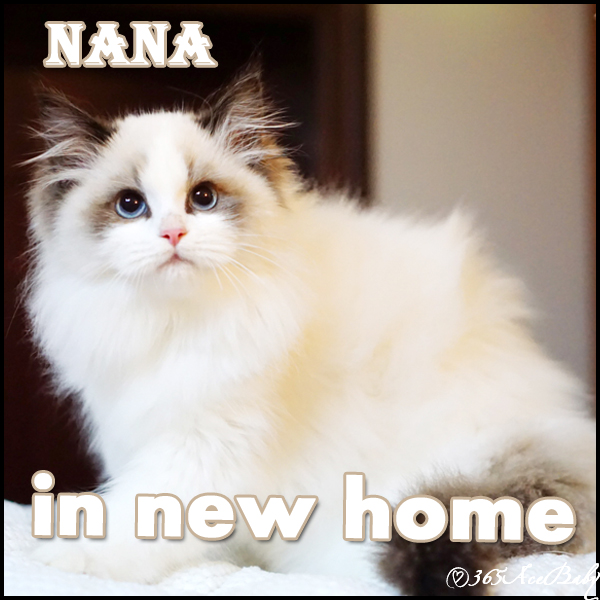 海豹双色布偶猫