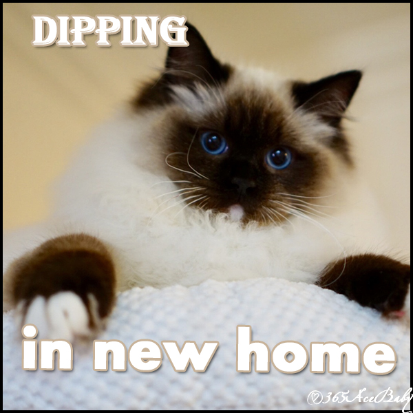 海豹手套布偶猫