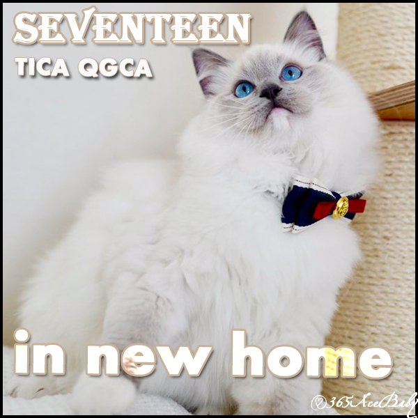 蓝色手套布偶猫