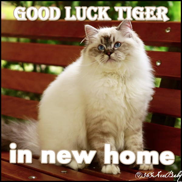 海豹山手套布偶猫