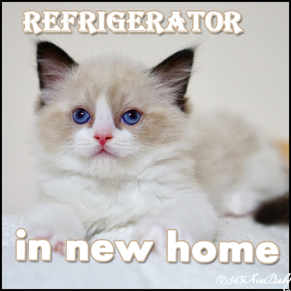 海豹双色布偶猫