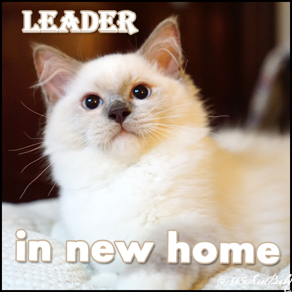 蓝色手套布偶猫