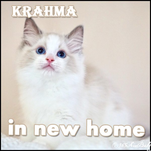 蓝色双色布偶猫