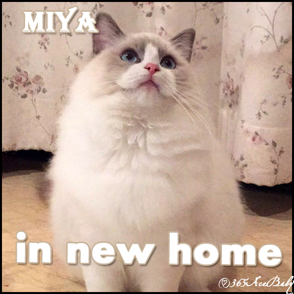 蓝色双手布偶猫