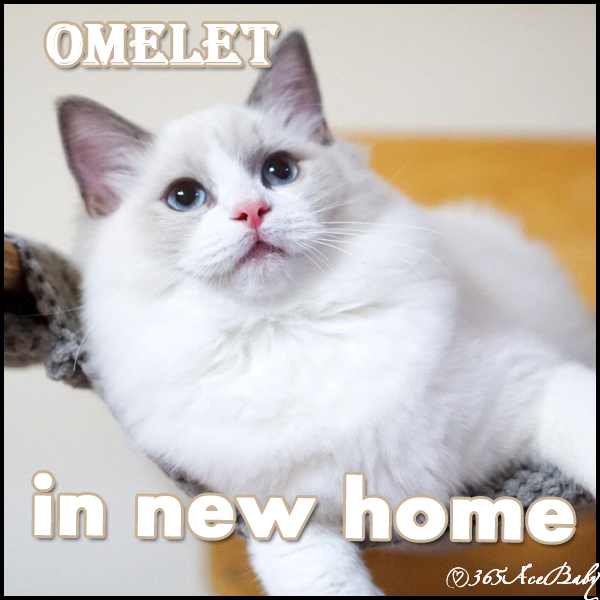 蓝色双色布偶猫