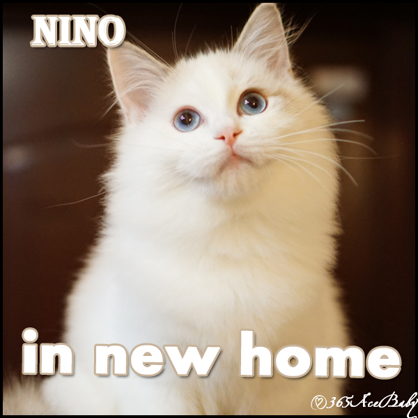 蓝色双色布偶猫