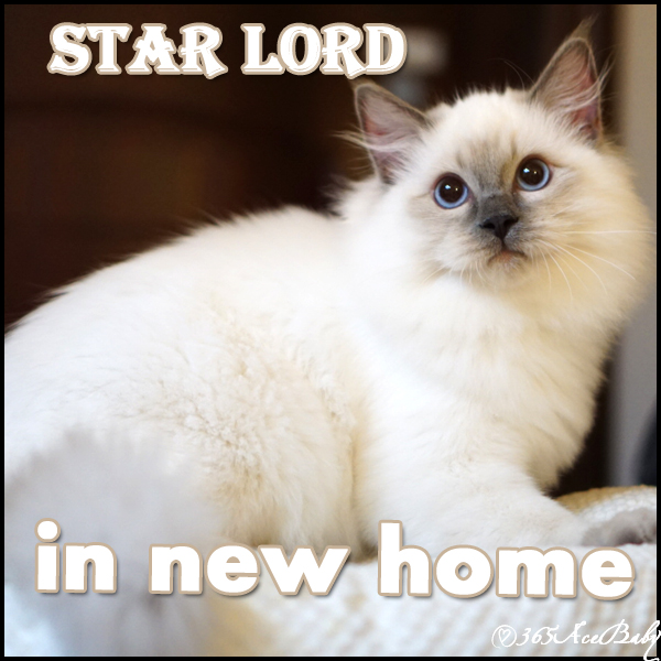 蓝色重点布偶猫