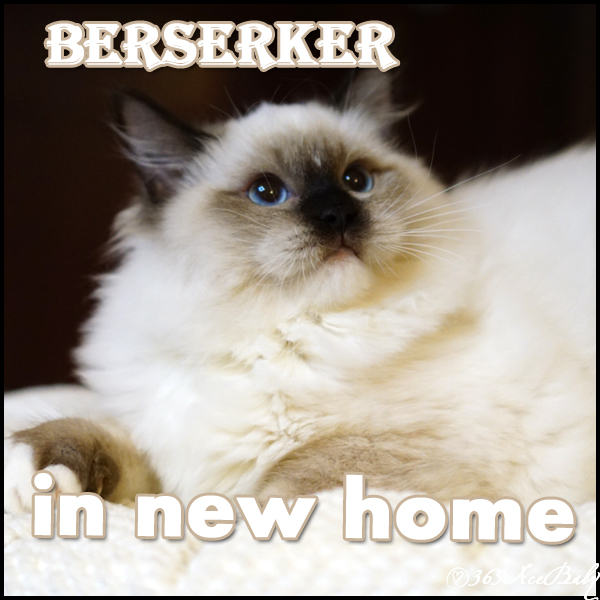 海豹手套布偶猫