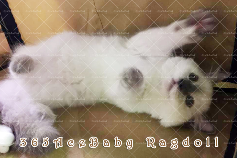 玳瑁重点布偶猫