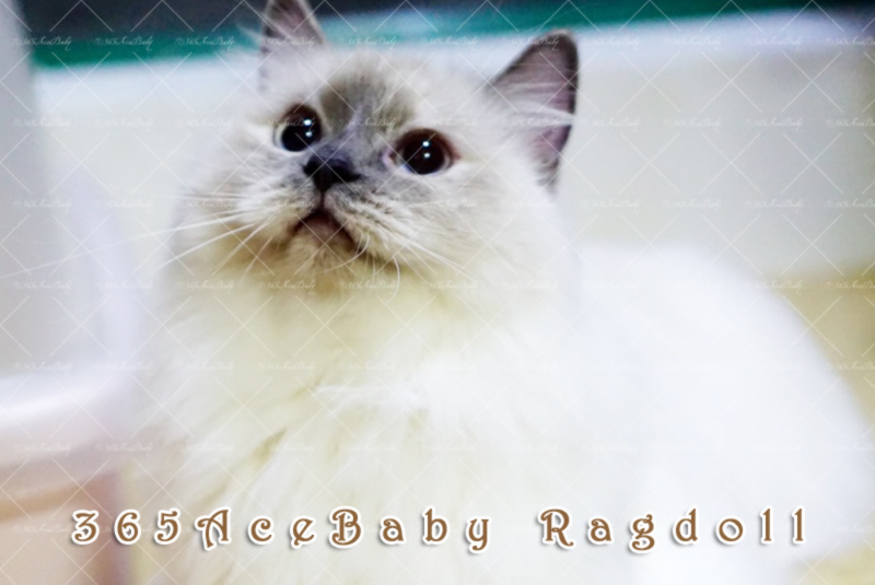 玳瑁重点布偶猫