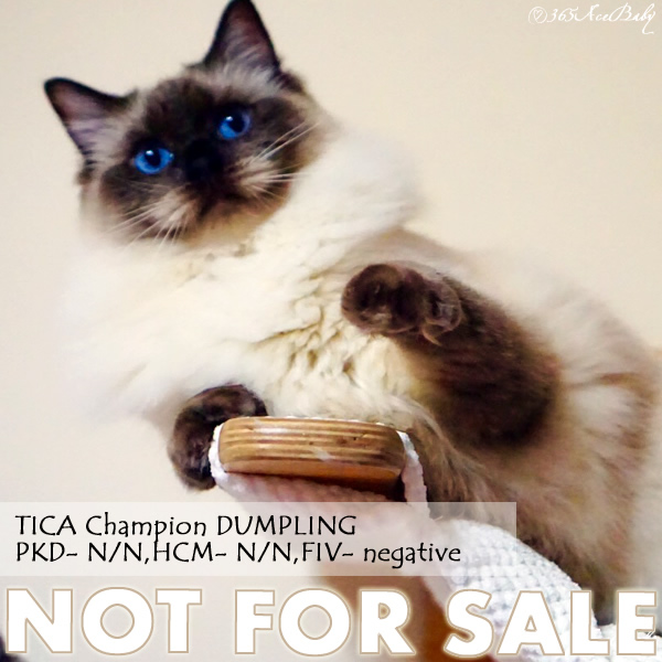 海豹色重点布偶猫-饺子