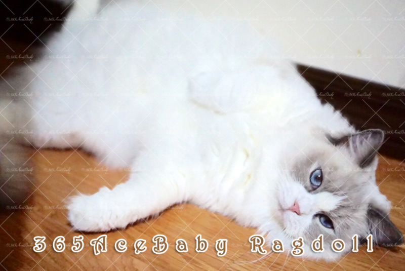 蓝色双色布偶猫