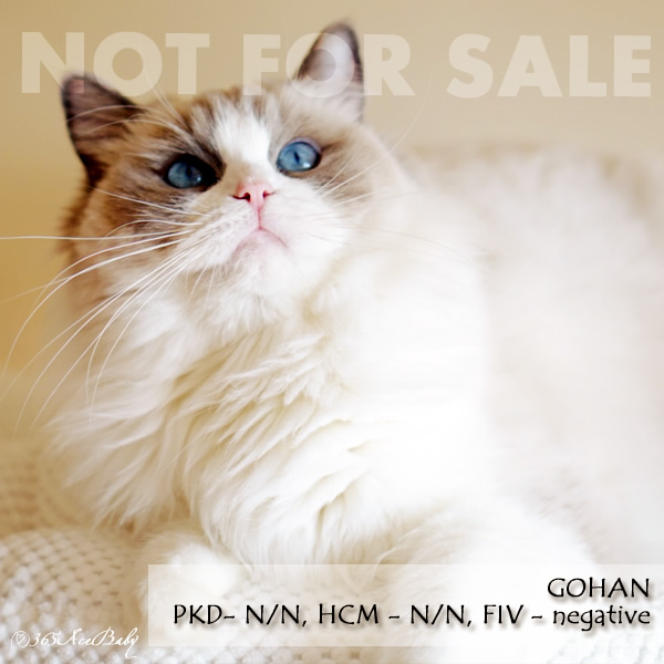 蓝色双色布偶猫-白米饭