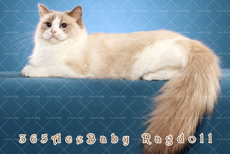 蓝色双色布偶猫