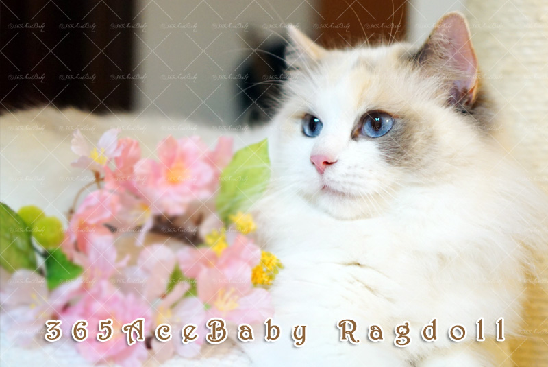 玳瑁双色布偶猫