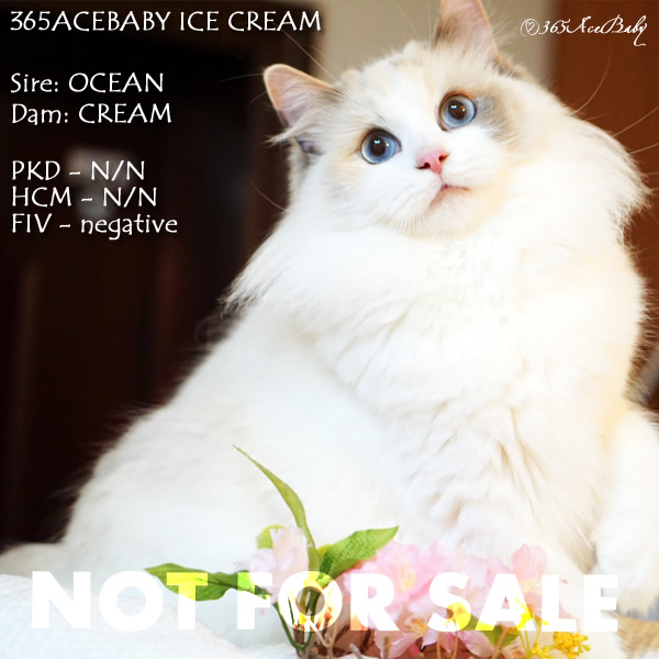 玳瑁双色布偶猫-冰淇凌