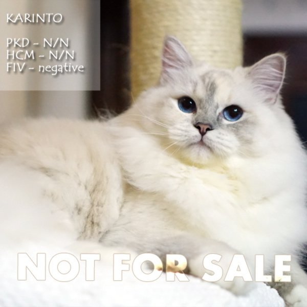 玳瑁山手套布偶猫-花林糖