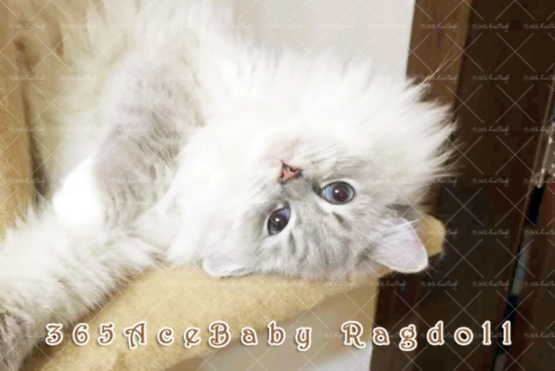 蓝山手套布偶猫